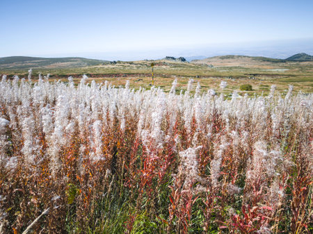 Amazing Autumn panorama of Vitosha Mountain near Cherni Vrah peak, Bulgariaの写真素材
