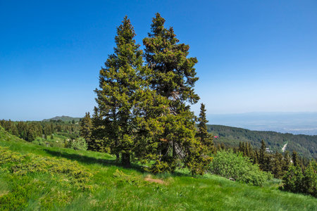 Amazing Spring Panorama of Vitosha Mountain, Bulgariaの写真素材