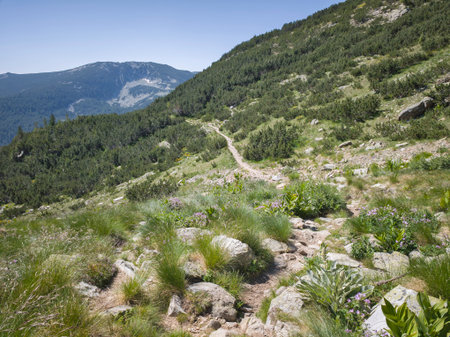 Amazing Summer landscape of Pirin Mountain near Popovo Lake, Bulgariaの写真素材