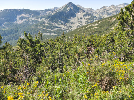 Amazing Summer landscape of Pirin Mountain near Popovo Lake, Bulgariaの写真素材
