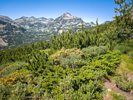 Amazing Summer landscape of Pirin Mountain near Popovo Lake, Bulgariaの写真素材