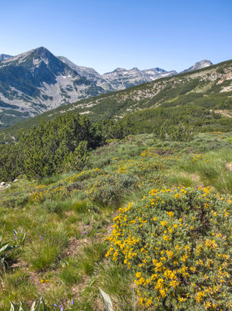 Amazing Summer landscape of Pirin Mountain near Popovo Lake, Bulgariaの写真素材