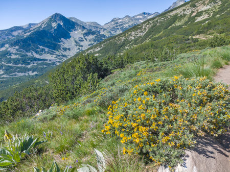 Amazing Summer landscape of Pirin Mountain near Popovo Lake, Bulgariaの写真素材