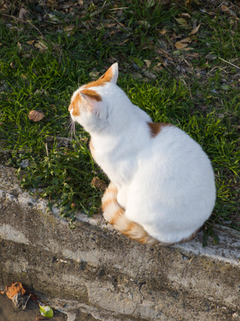 Typical street and houses at The old town of Sozopol, Burgas Region, Bulgariaの写真素材
