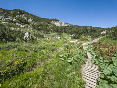 Amazing Summer landscape of Pirin Mountain near Popovo Lake, Bulgariaの写真素材
