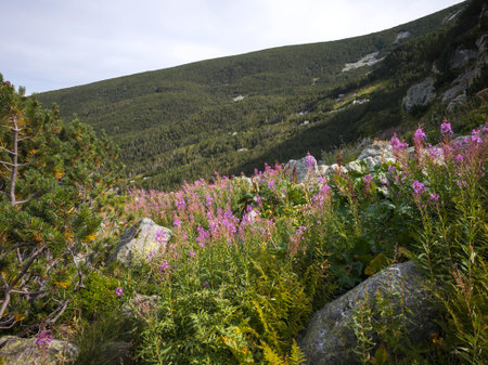 Amazing Summer Landscape of Rila mountain near Yakoruda Lakes, Bulgaria