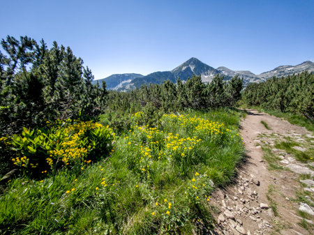 Amazing Summer landscape of Pirin Mountain near Popovo Lake, Bulgaria