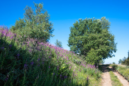 Summer view of Belasitsa Mountain around Kongur peak, Blagoevgrad Region, Bulgariaの写真素材