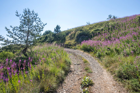 Summer view of Belasitsa Mountain around Kongur peak, Blagoevgrad Region, Bulgariaの写真素材