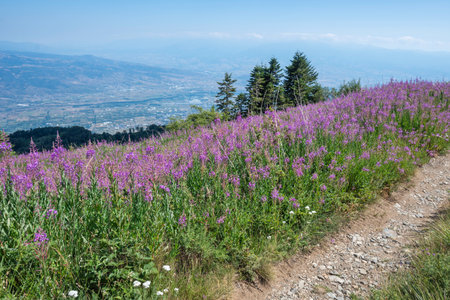 Summer view of Belasitsa Mountain around Kongur peak, Blagoevgrad Region, Bulgariaの写真素材