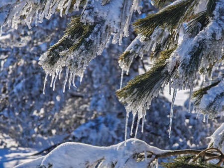Amazing Winter Landscape of Vitosha Mountain, Sofia City Region, Bulgariaの写真素材