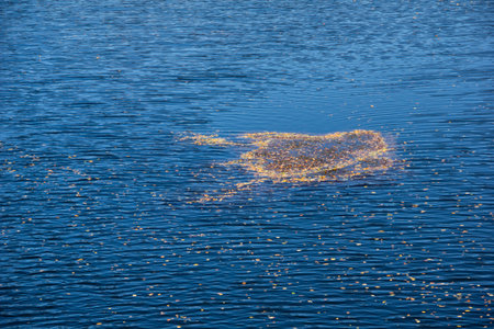 Amazing Autumn landscape of Pasarel reservoir, Sofia city Region, Bulgariaの写真素材