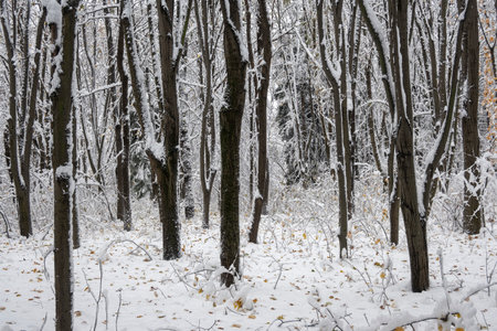Amazing Winter Panorama in city of Sofia, Bulgariaの写真素材