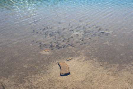 Amazing Summer view of Pirin Mountain around Muratovo Lake, Bulgariaの写真素材