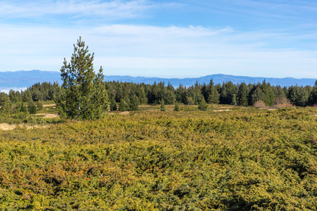 Amazing Autumn Landscape of Vitosha Mountain at Platoto area, Bulgariaの写真素材