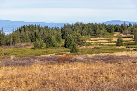Amazing Autumn Landscape of Vitosha Mountain at Platoto area, Bulgariaの写真素材