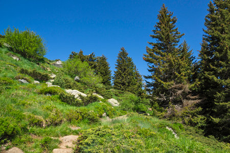Amazing Spring Landscape of Vitosha Mountain, Bulgariaの写真素材