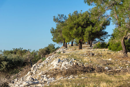 Olive Trees at Thassos island, East Macedonia and Thrace, Greece