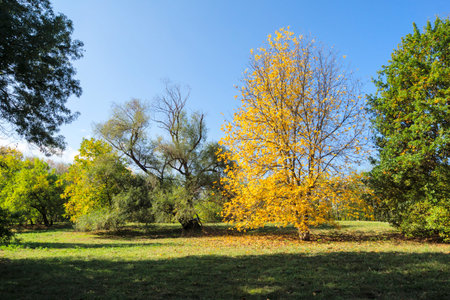 Amazing Autumn Landscape of Park in city of Sofia, Bulgaria