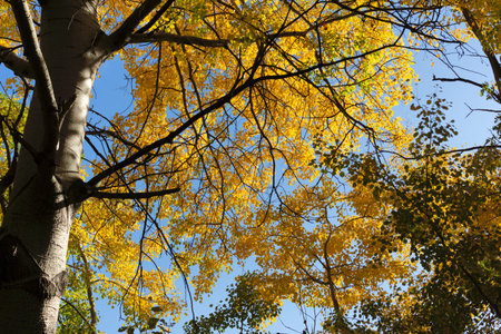 Amazing Autumn Landscape around Pancharevo lake, Sofia city Region, Bulgaria
