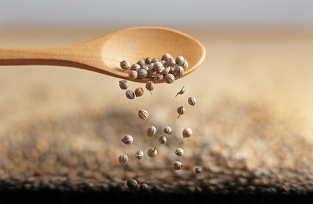 Coriander seeds falling in a cork boardの写真素材