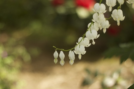 White heart flowers dicentra spectabilisの写真素材