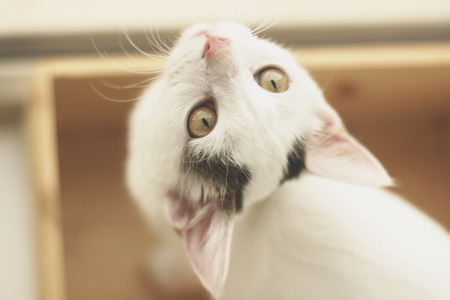 Cute white catの写真素材