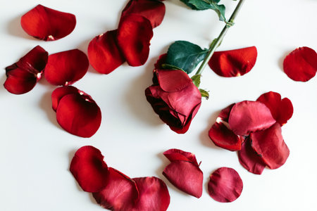 wild red roses isolated white backgroundの写真素材