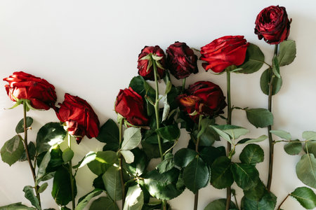 wild red roses isolated white backgroundの写真素材