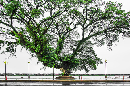 Big trees waterfrontの写真素材