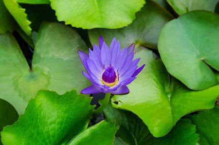 A beautiful waterlily or lotus flower in pondの写真素材