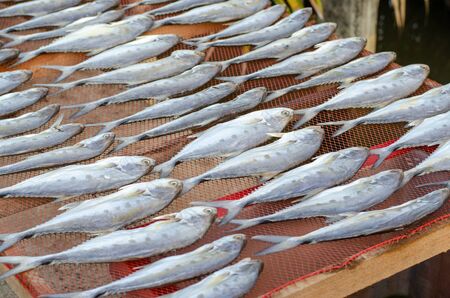 Thai salted fish put up to dry on the net, Food preservation, salted fish is fish cured with dry salt and thus preserved for later eating.の写真素材