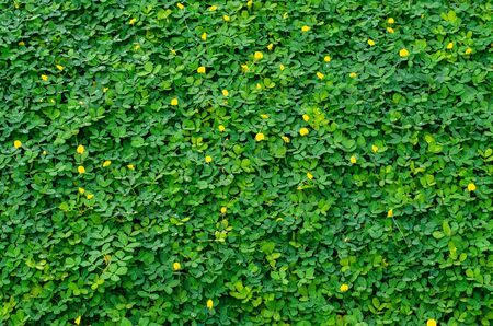 Small green leaves plant and yellow flower, beautiful background.