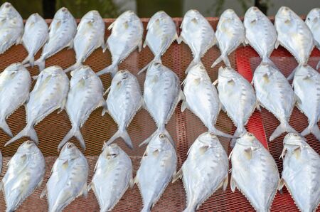 Thai salted fish put up to dry on the net, Food preservation, salted fish is fish cured with dry salt and thus preserved for later eating.の写真素材