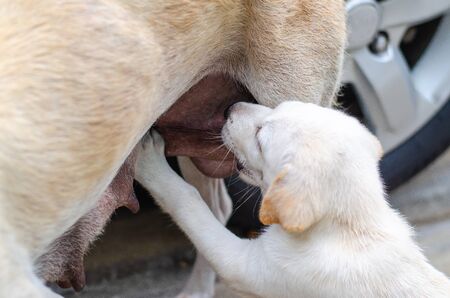 Cute puppy sucking milk from mother dog.の写真素材