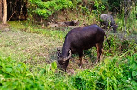 The buffalo grazing in field in countryside.の写真素材