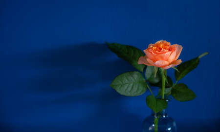 Orange roses in a vase Beside the blue cement wall in vintage style.の写真素材