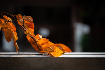 Dry rose leaf against blowing in the wind and illuminated by sunlight is on fence.の写真素材