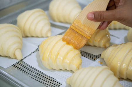 Preparing Baking croissants, brushing egg wash on uncooked croissants pastry roll in a baking tray.