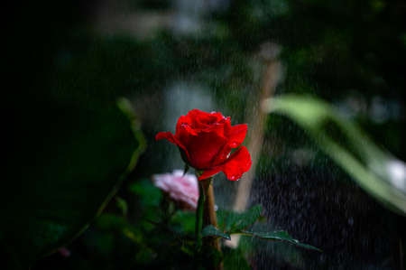 Beautiful romantic red rose in the rainの写真素材