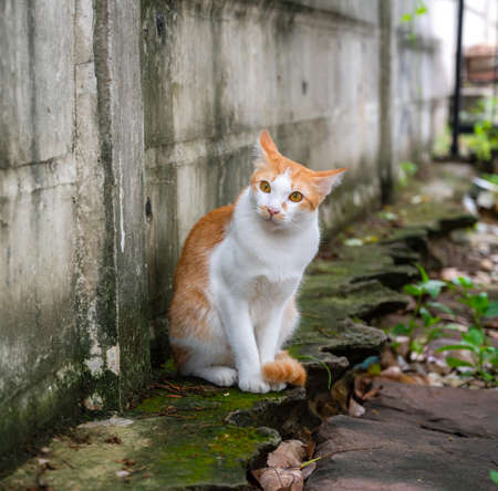 Ginger cat sits on a wall,  Looking in camera.の写真素材
