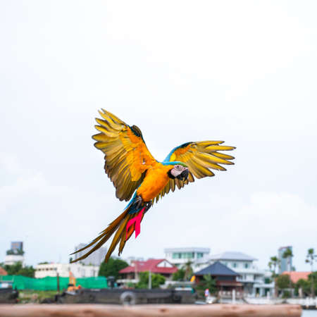 Colorful Blue and Gold Macaw fly with beautiful wings.の写真素材