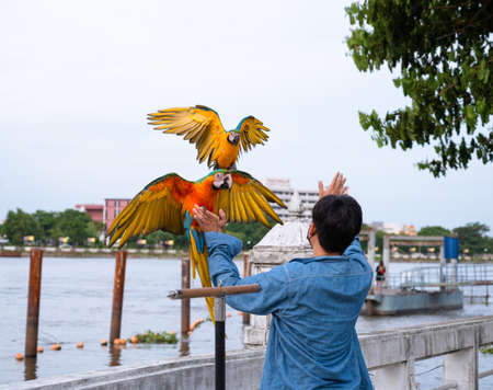 Cute Blue and Gold macaw parrot landing in hand.の写真素材