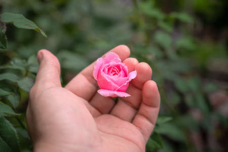 The pink rose that was about to bloom was touched in hand tenderly.の写真素材