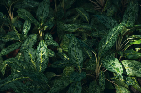 Leaves in the tropical forest in the morning sun, abstract green leaves texture, nature background.の写真素材