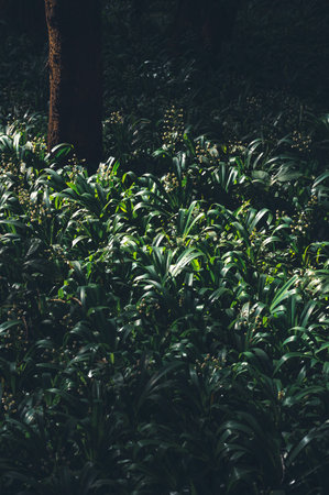 Close up nature view of green leaf, dark nature concept, tropical leaf with morning sun.の写真素材