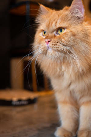 Beautiful red cat sits on its hind legs and fur like a lion.の写真素材