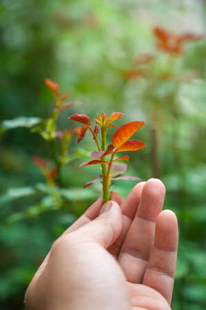 The gardener takes care of the young rose plants that are growing.の写真素材