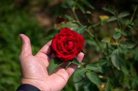 Red rose that was about to bloom was touched in hand tenderly.