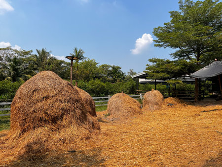 Dry straw. Heaps of straw or rice straw in the field. Hay for animal feed.